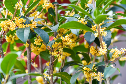 桂花树