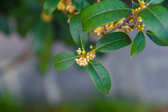 桂花