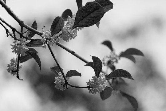 桂花枝