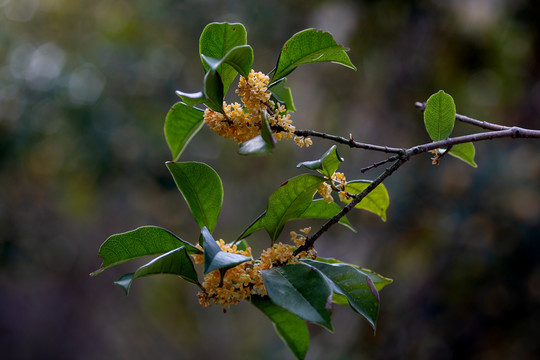 桂花枝