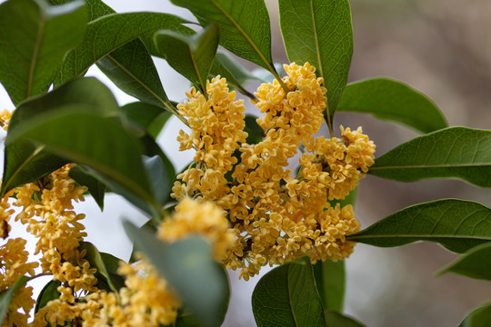 桂花