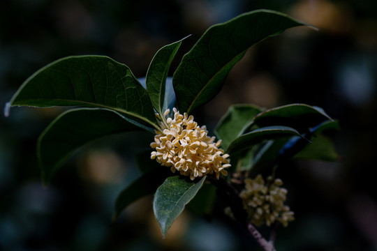 桂花枝