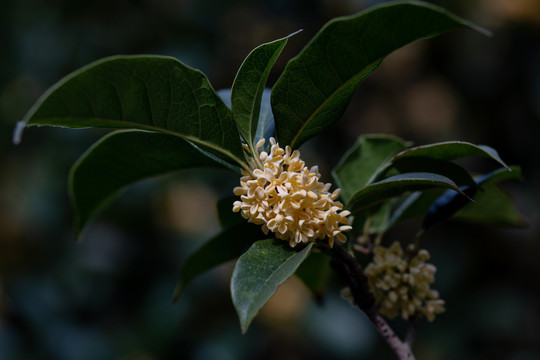 桂花枝