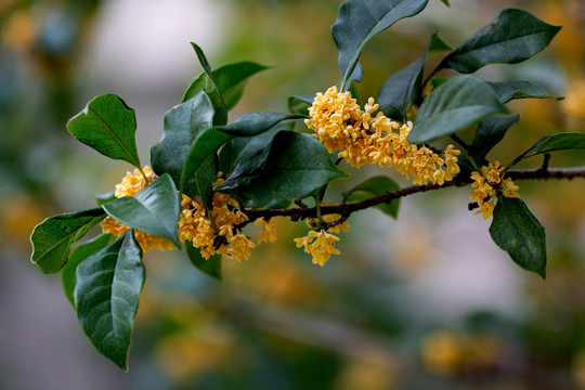 桂花枝