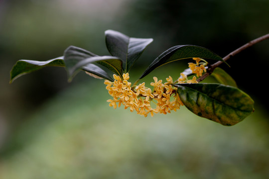 桂花