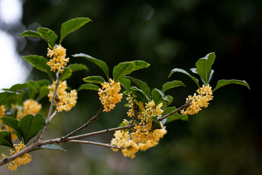 桂花