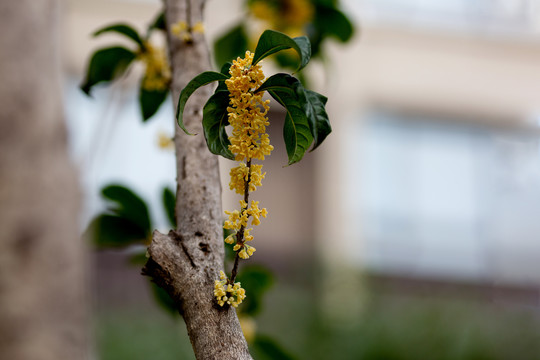 桂花枝