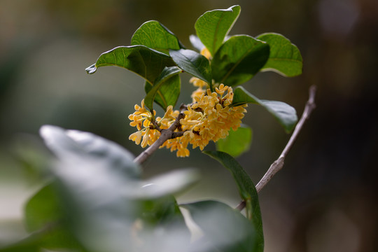 桂花枝