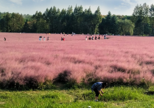 粉黛乱子草