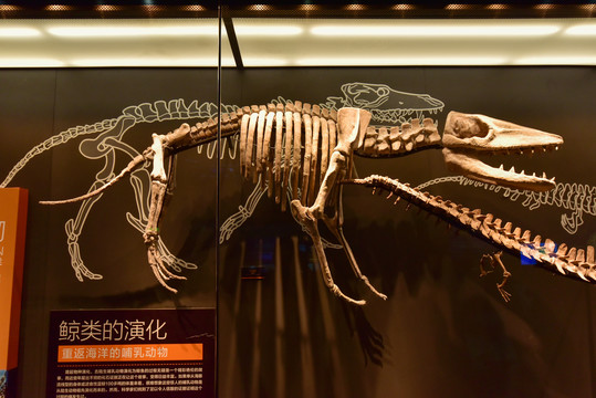 巴基鲸化石