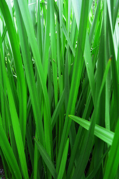绿草背景
