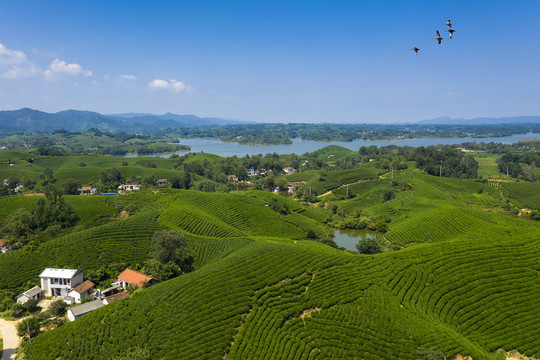 唯美山水茶园