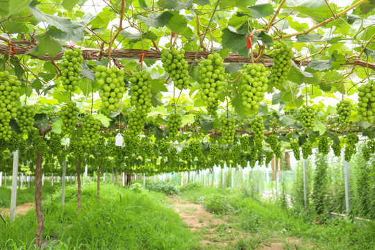 阳光玫瑰葡萄园种植基地高清大图