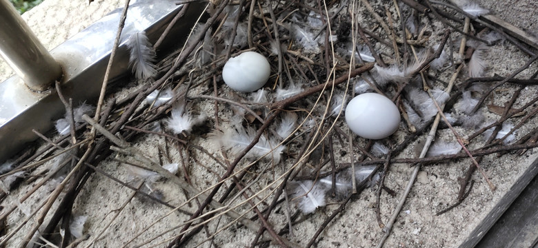 破碎的鸟巢蛋