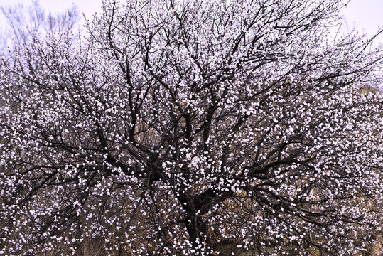 一棵鲜花盛开的杏花树