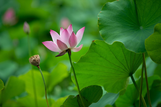 荷花