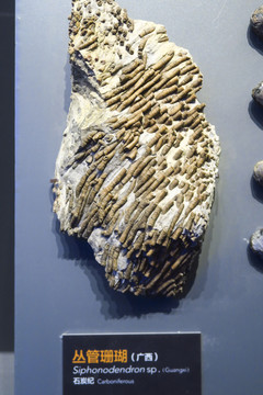 丛管珊瑚化石
