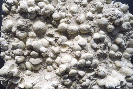 蛤化石