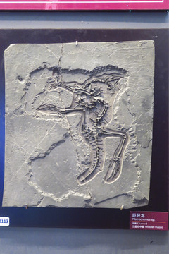 古海洋生物化石