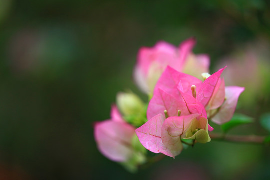 叶子花