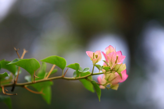 叶子花