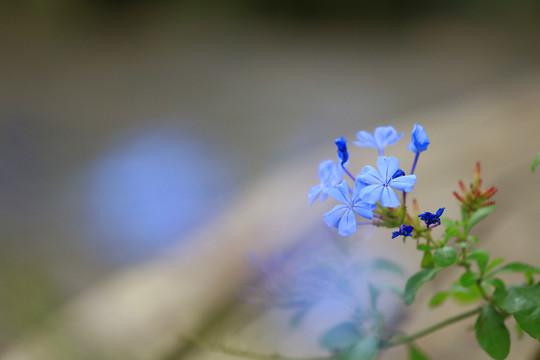 蓝色小花