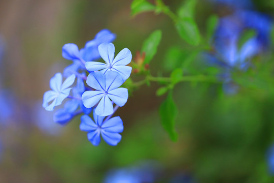 蓝色小花