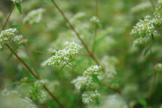 小白花