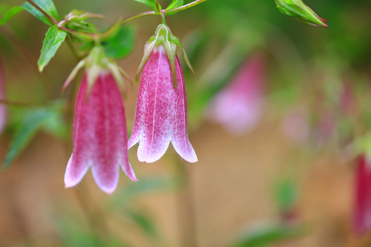 灯笼花