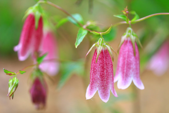 灯笼花