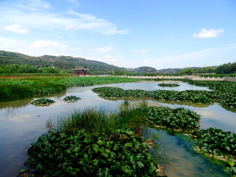 荷花塘风景画