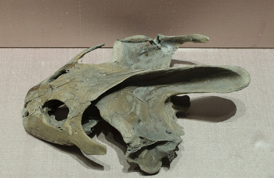 新石器时代龟头骨