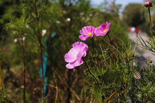 秋日格桑花