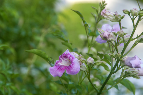 非洲凌霄花