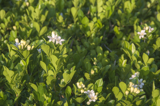 七里香植物