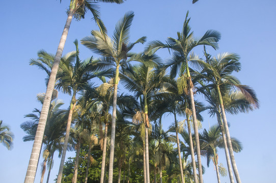 假槟榔树林