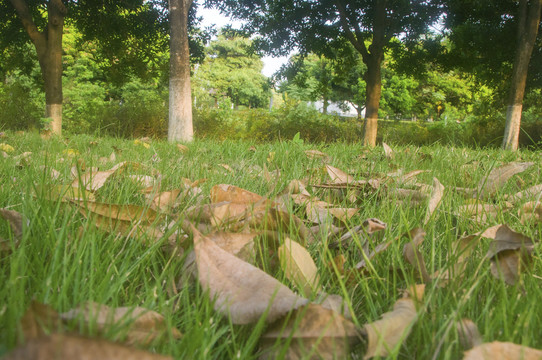 落叶在草丛