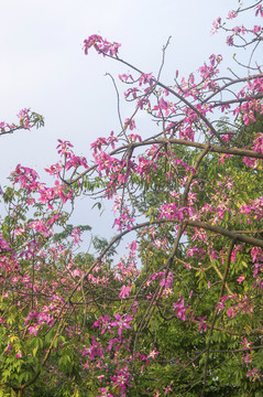 美丽异木棉花朵朵