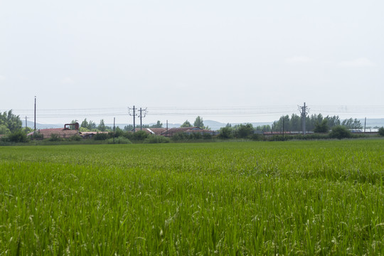 稻田公园