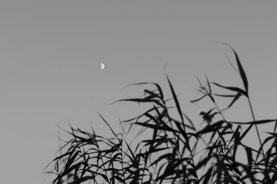 芦苇之夜