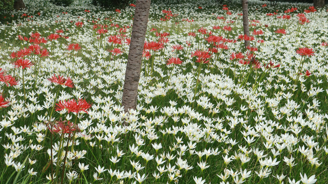 白花菖蒲莲