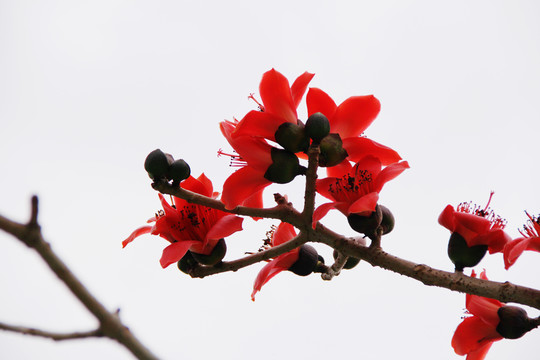 木棉花