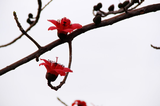 木棉花