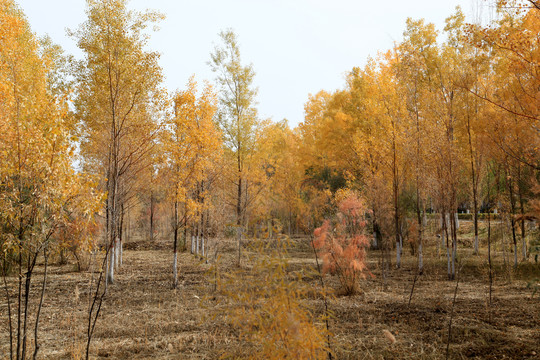 秋天的树林