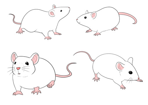 卡通实验小白鼠