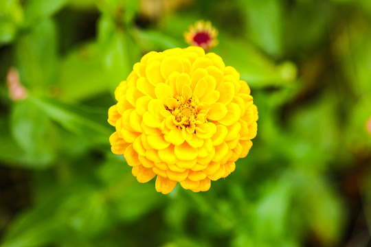 黄色百日菊
