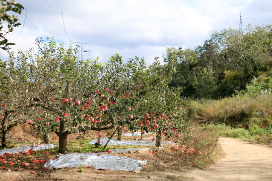 红富士苹果果园