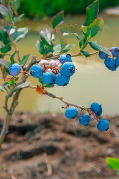 东北蓝莓果