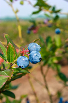 东北蓝莓果鲜蓝莓果