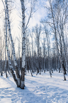 雪原冬季白桦树